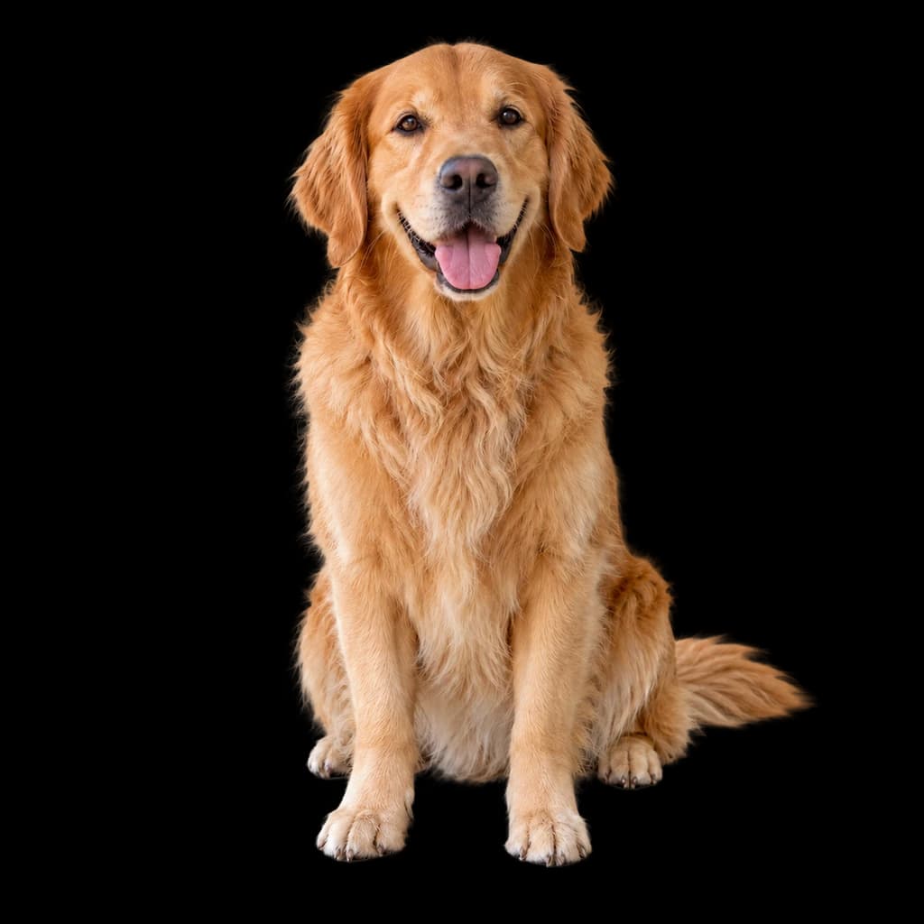 Golden retriever sul portico · Risultato